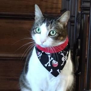 Meet your Posher, Carol